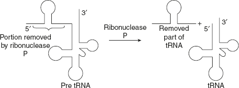 Figure 6.33 Ribozyme–Ribonuclease P