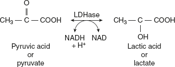 Figure 6.34 Conversion of Pyruvate to Lactate by Lactate Dehydrogenase