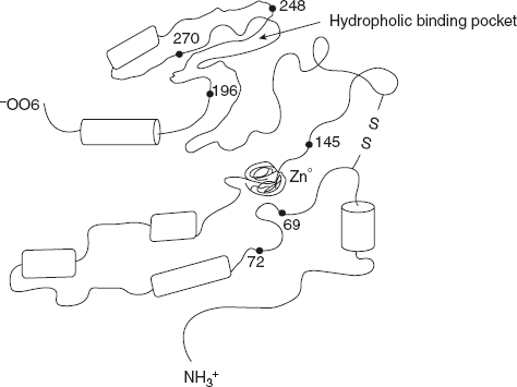 Figure 6.36 Structure of Carboxypeptidase A