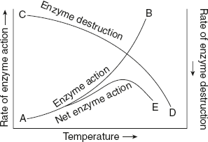 Figure 6.4 Graph Representing the Relations Between the Temperature and the Rate of Enzyme Activity