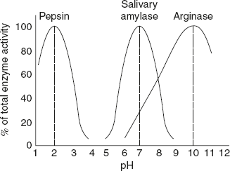 Figure 6.5 Effect of pH on Enzyme Action