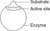 Figure 6.6 Diagrammatic Representation of Active Site