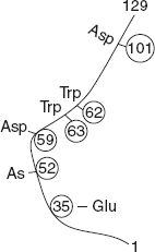 Figure 6.7 Diagrammatic Representation of Active Site of Enzyme Lysozyme