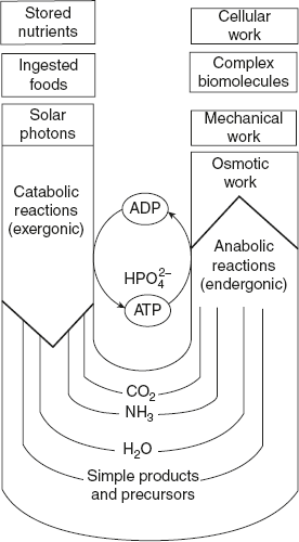 Figure 7.1 The ATP Cycle