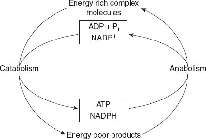 Figure 8.1 Outline of Catabolism and Anabolism