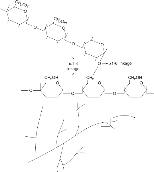 Figure 8.10 Branched Structure of Glycogen Showing α 1-4, α 1-6 Linkage