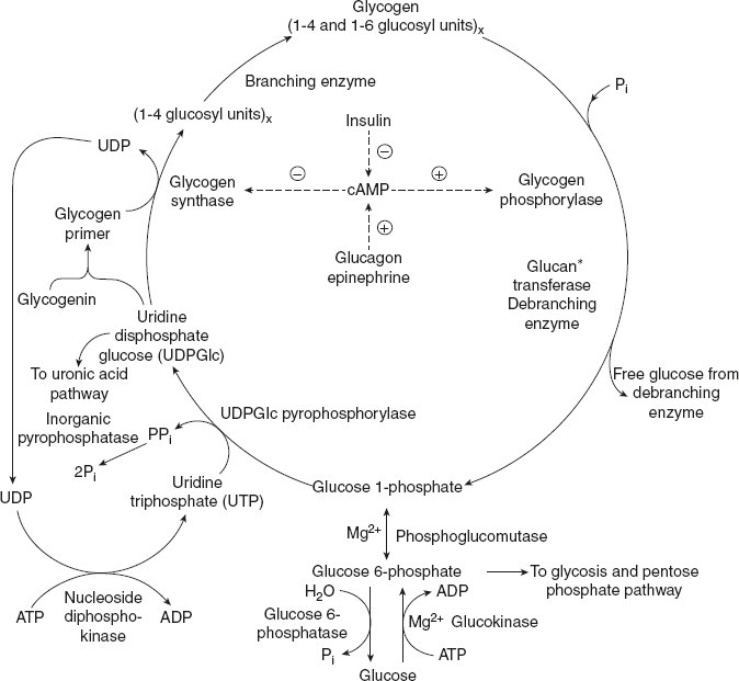 Figure 8.11 Mechanism of Branching Step in Glycogenesis