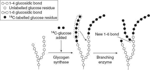 Figure 8.12 Mechanism of Branching Step in Glycogenesis