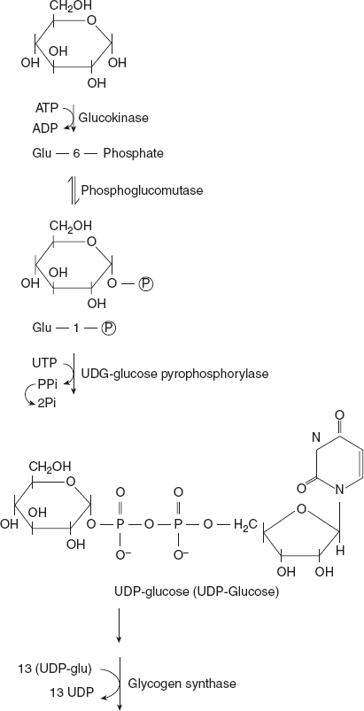 Figure 8.13 Biosynthesis of Glycogen