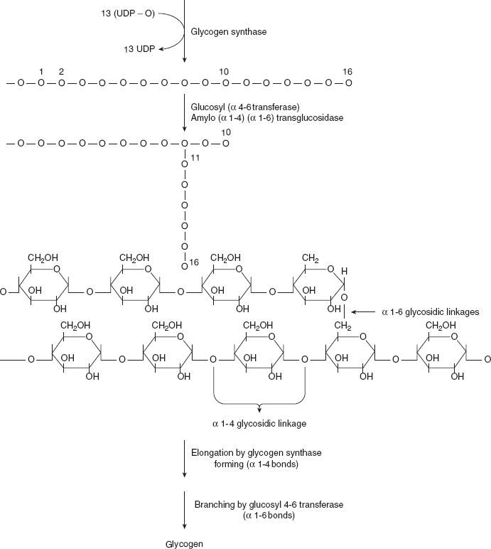 Figure 8.13 Biosynthesis of Glycogen