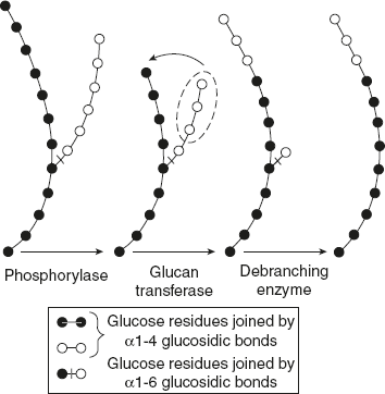 Figure 8.14 Steps Involved in Glycogenolysis