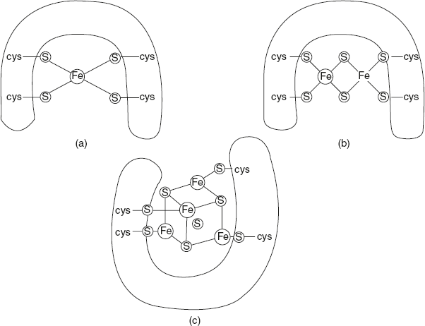 Figure 8.15 Iron-sulphur Centre (a) Single Fe-S Centre (b) Two Fe-2S Centre