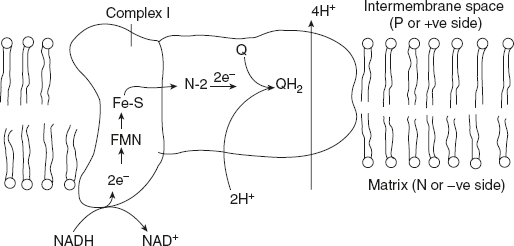 Figure 8.16 NADH-Ubiquinone Oxidoreductase Complex I