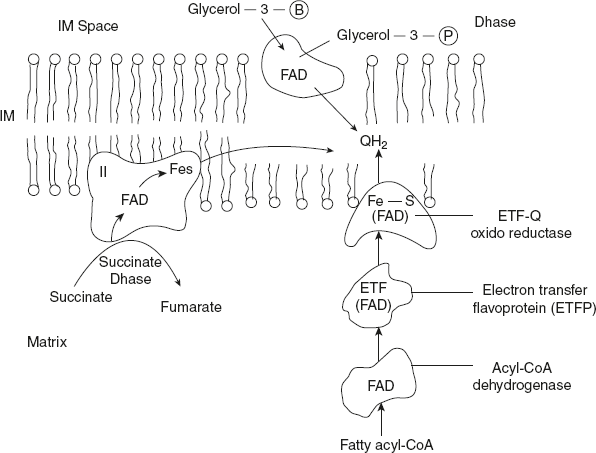 Figure 8.17 Pathway of Electrons Flow from NADH, Succinate, Fatty acyl-CoA, Glycerol-3-phosphate to Ubiquinone