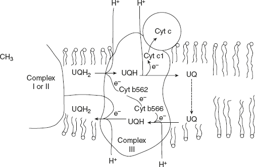 Figure 8.18 Flow of Electrons through Complex III