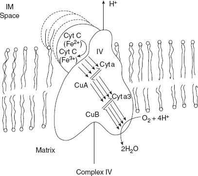 Figure 8.19 Pathway of Electrons through Complex IV