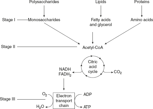 Figure 8.2 Outline Pathways for the Catabolism of Dietary Carbohydrates, Protein and Fat
