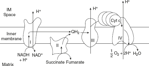 Figure 8.20 Flow of Electrons and Protons through the Four