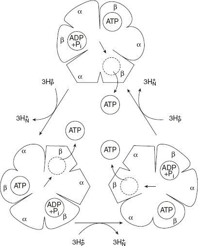 Figure 8.22 Binding-change Model for ATP Synthase