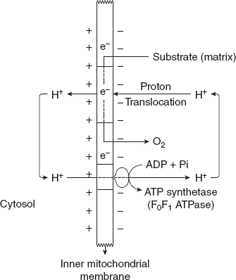 Figure 8.23 Chemiosmotic Coupling Hypothesis