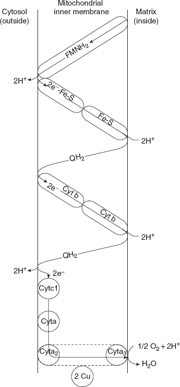 Figure 8.24 Oxidation–Reduction Loop (Proton Transport Mechanism)