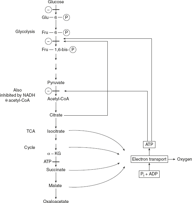 Figure 8.25 Regulation of Oxidation Phosphorylation