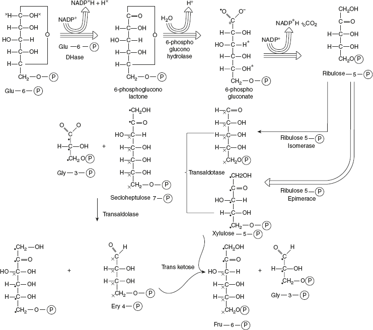 Figure 8.26 Hexose Monophosphate Pathway