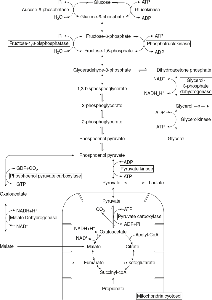 Figure 8.27 Pathway of Gluconeogenesis and Glycolysis in Liver