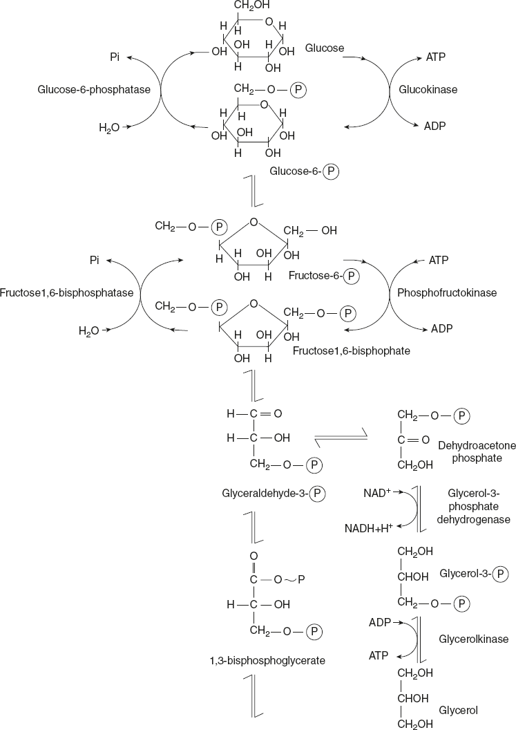 Figure 8.27 Pathway of Gluconeogenesis and Glycolysis in Liver