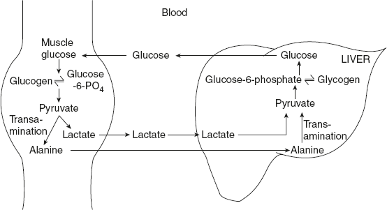 Figure 8.28 The Cori Cycle or (Glucose Alanine Cycle)