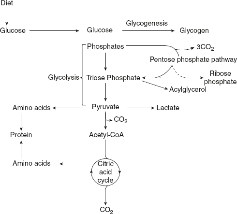 Figure 8.3 Overview of Carbohydrate Metabolism