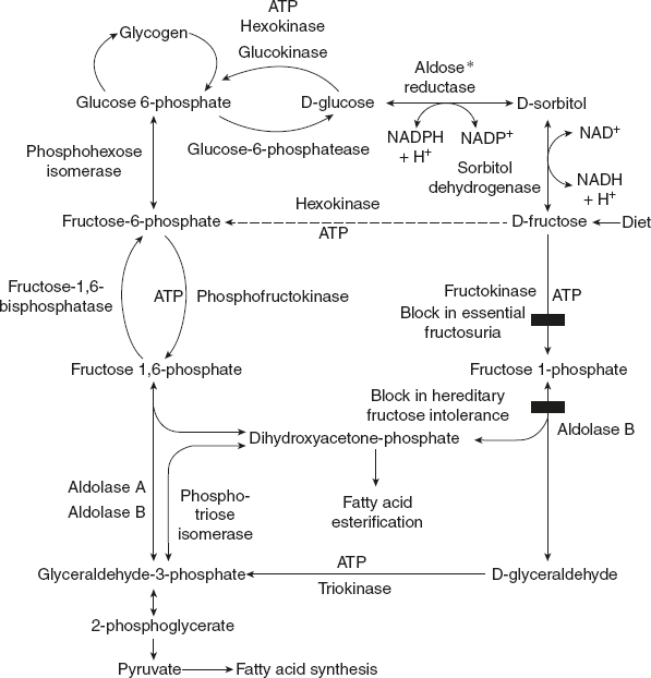Figure 8.31 Metabolism of Fructose