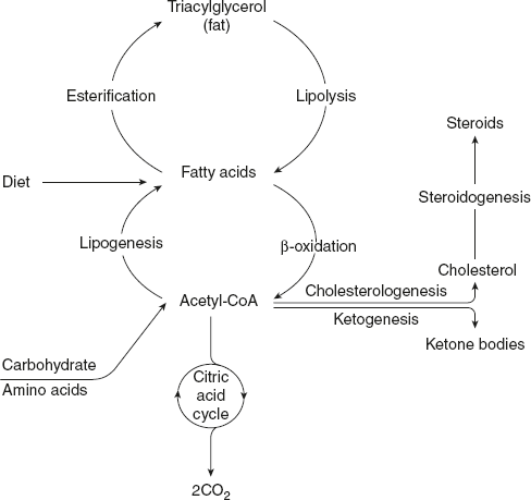 Figure 8.4 Overview of Fatty Acid Metabolism