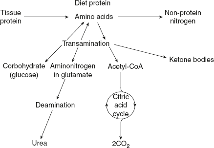 Figure 8.5 Overview of Amino Acid Metabolism