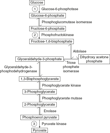 Figure 8.6 Outline of Glycolysis