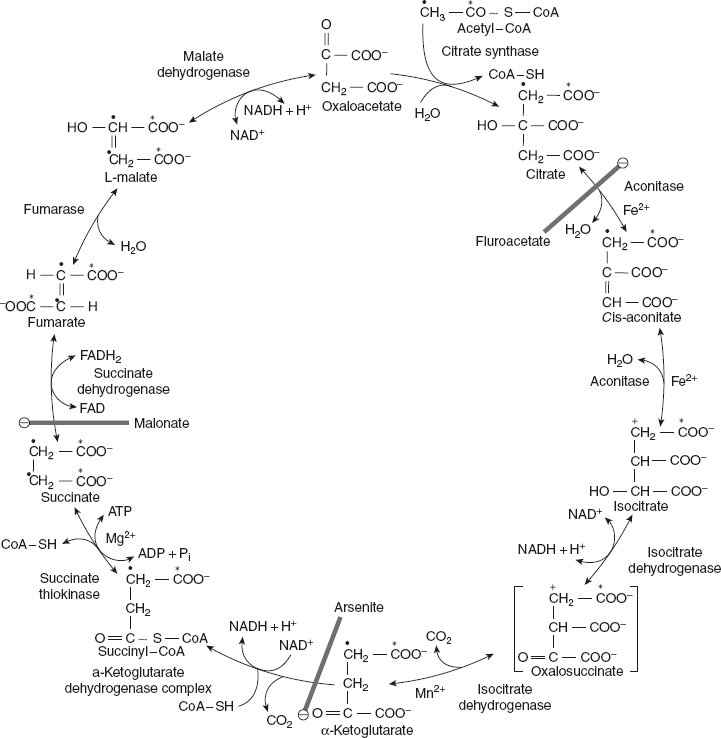 Figure 8.8 Tricarboxylic Acid Cycle or Citric Acid Cycle