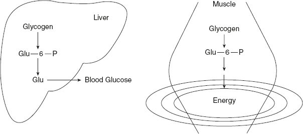 Figure 8.9 Role of Glycogen in Liver and Muscle