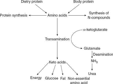 Figure 9.1 An Overview of Amino Acid Metabolism