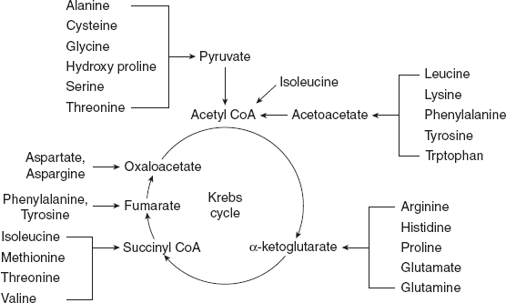 Figure 9.2 Summary of the Products Formed from
