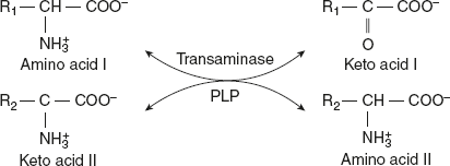 Figure 9.3 Transamination Reaction