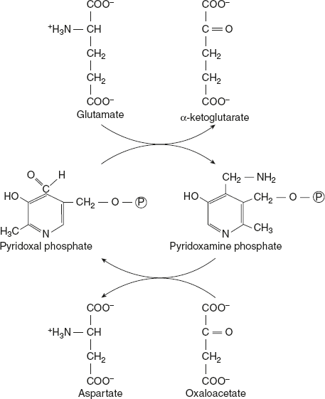 Figure 9.4 Mechanism of Transamination